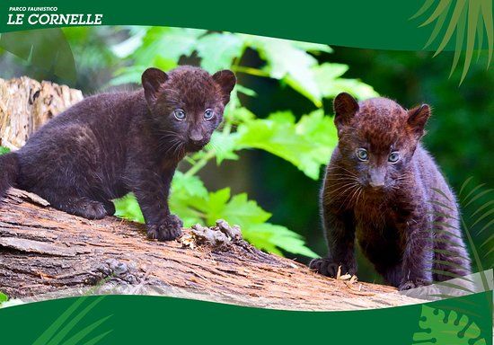 Faunistic Park Le Cornelle